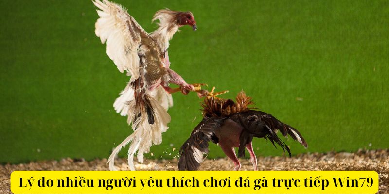 Lý do nhiều người yêu thích chơi đá gà trực tiếp Win79